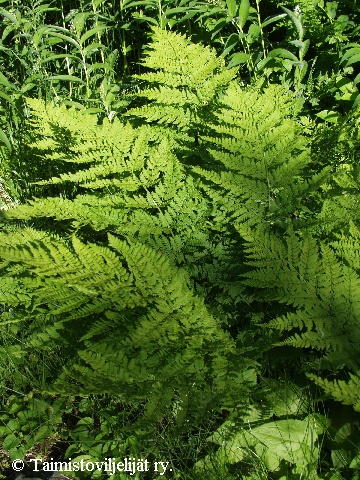 Dryopteris carthusiana